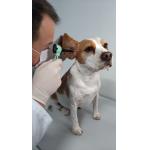 Otoscopio Veterinario 2.5v Omni Vet Led Fibra Optica Md - Foto 10